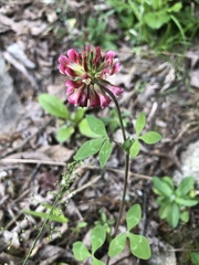 Trifolium reflexum