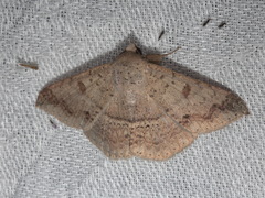 Ericeia inangulata