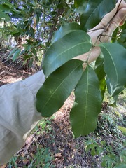 Guioa acutifolia