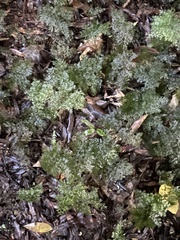 Hymenophyllum demissum