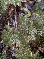 Hymenophyllum demissum