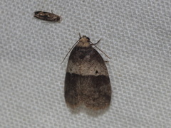 Eugoa bipuncta