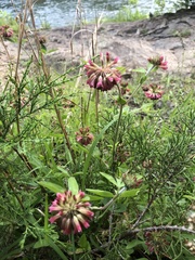 Trifolium reflexum