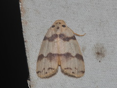 Eugoa trifasciata