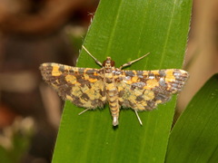 Eurrhyparodes bracteolalis