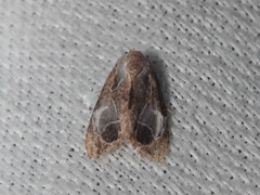 Evonima aperta