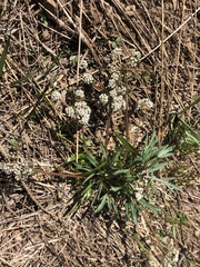 Lomatium piperi