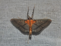 Filodes fulvidorsalis