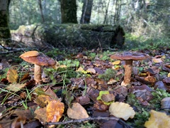Cortinarius cesarioanus