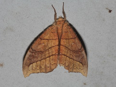 Gangarides dharma