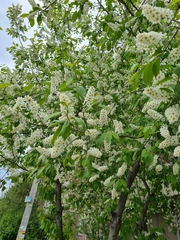 Prunus padus
