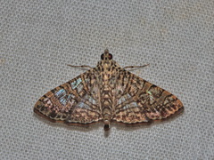 Glyphodes pulverulentalis