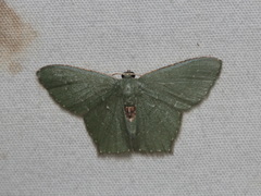 Hemithea marina