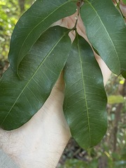 Guioa acutifolia
