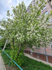 Prunus padus