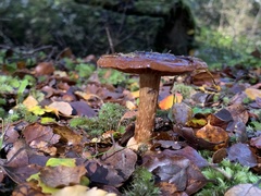 Cortinarius cesarioanus