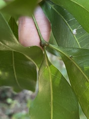Guioa acutifolia