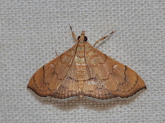 Hyalobathra illectalis
