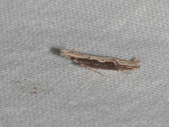Hypatima spathota