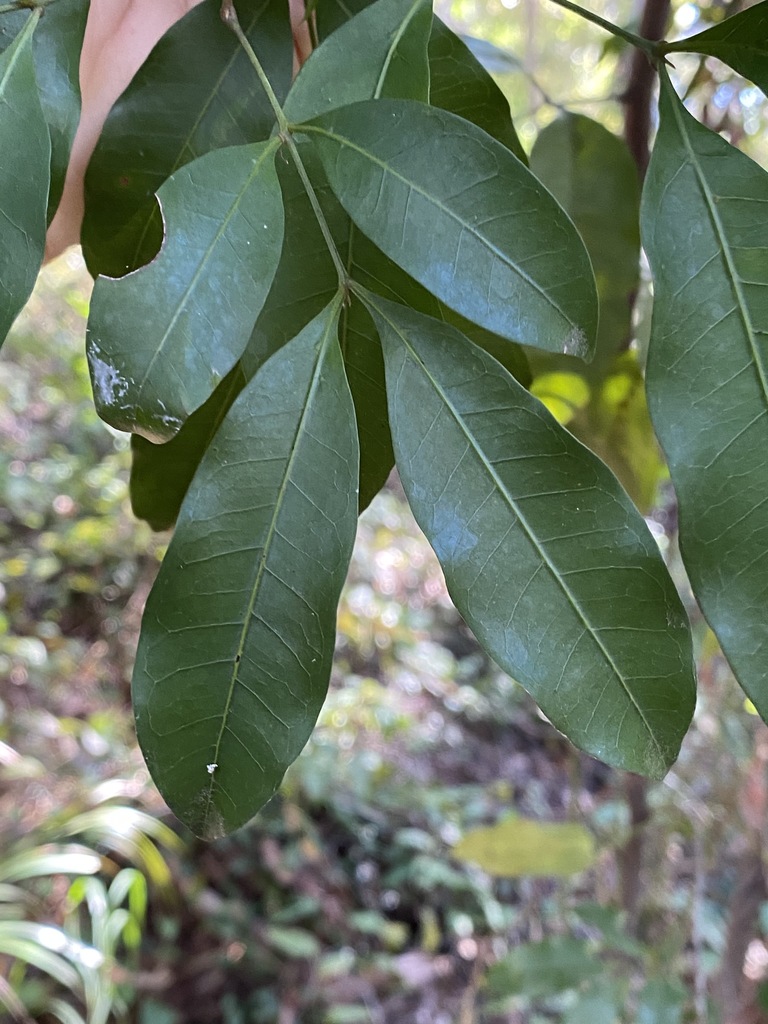Guioa acutifolia