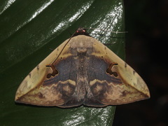 Hypopyra vespertilio