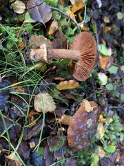 Cortinarius cesarioanus