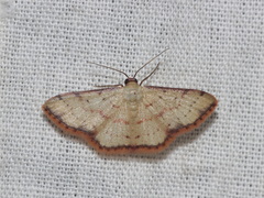 Idaea craspedota