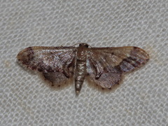 Idaea violacea