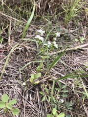 Valerianella amarella