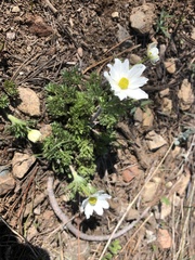 Anemone drummondii