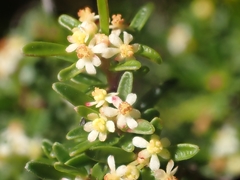 Pseudanthus orientalis