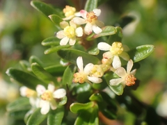 Pseudanthus orientalis