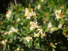 Pseudanthus orientalis