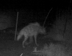 Hyaena hyaena