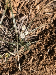 Lomatium piperi