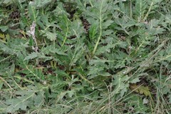 Platycarpha glomerata