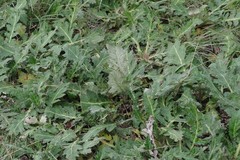Platycarpha glomerata