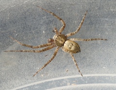 Philodromus aureolus
