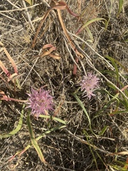 Allium anceps