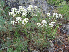 Smelowskia alba