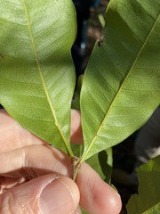 Guioa acutifolia