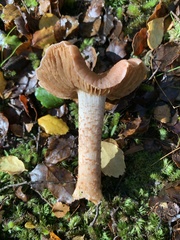 Cortinarius alboroseus