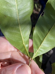 Guioa acutifolia