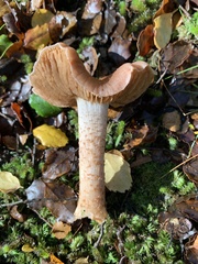 Cortinarius alboroseus
