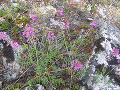 Astragalus versicolor