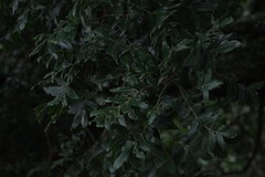 Harpephyllum caffrum