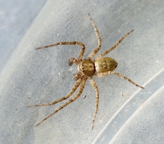 Philodromus aureolus