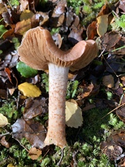 Cortinarius alboroseus