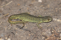 Notophthalmus meridionalis