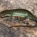 Black-spotted Newt - Photo (c) Drew R. Davis, Ph.D., some rights reserved (CC BY-NC), uploaded by Drew R. Davis, Ph.D.
